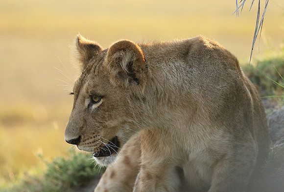 Duba Plains