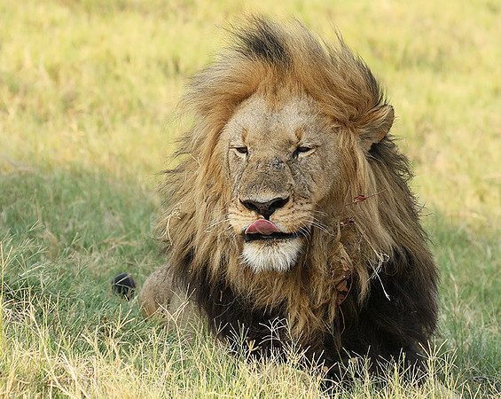 Duba Plains