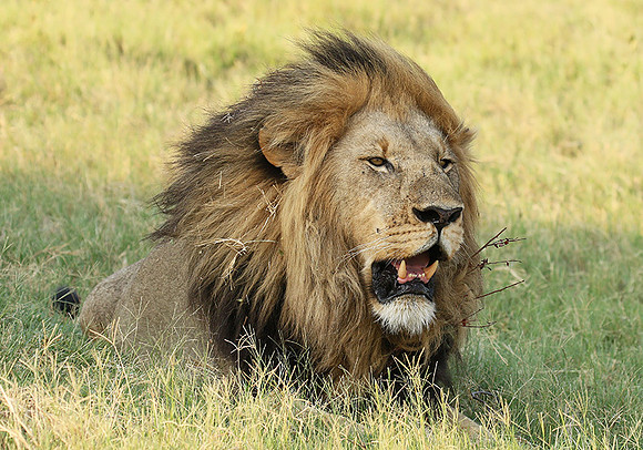 Duba Plains