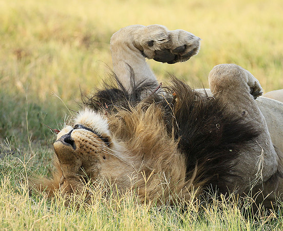 Duba Plains
