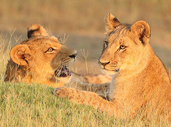 Duba Plains