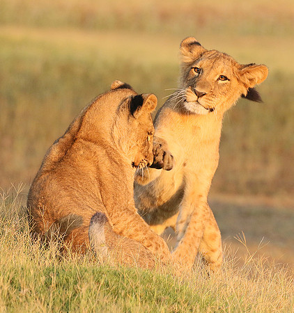 Duba Plains