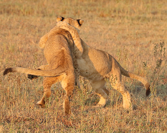 Duba Plains