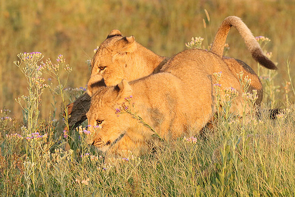 Duba Plains