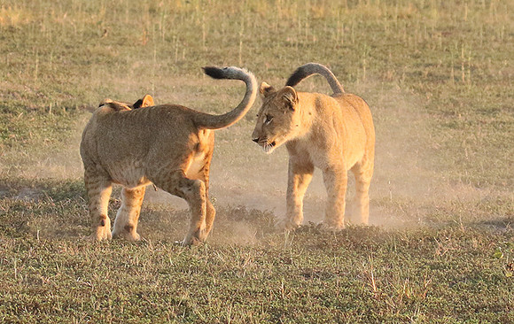 Duba Plains