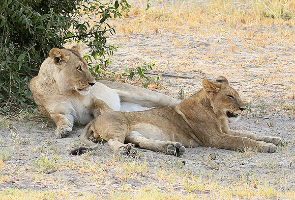 Duba Plains