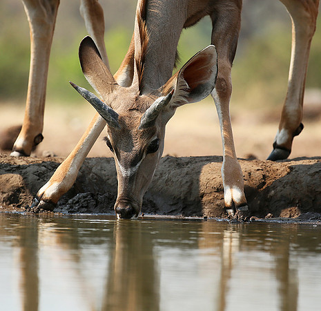 at Mashatu game reserve