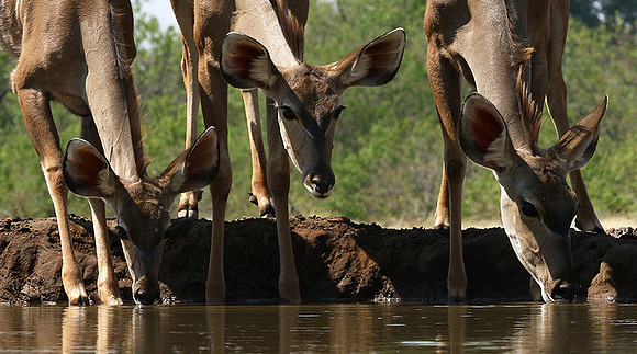 at Mashatu game reserve