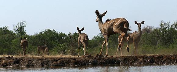 at Mashatu game reserve