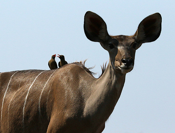 at Mashatu game reserve