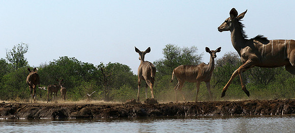 at Mashatu game reserve