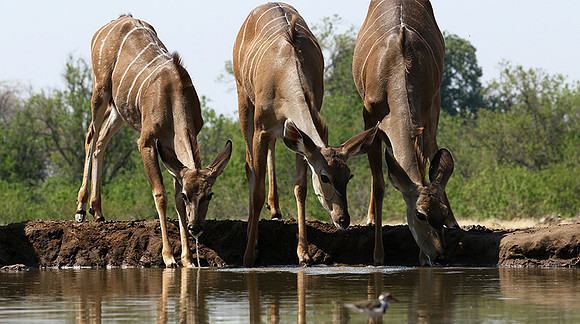at Mashatu game reserve