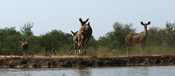 at Mashatu game reserve