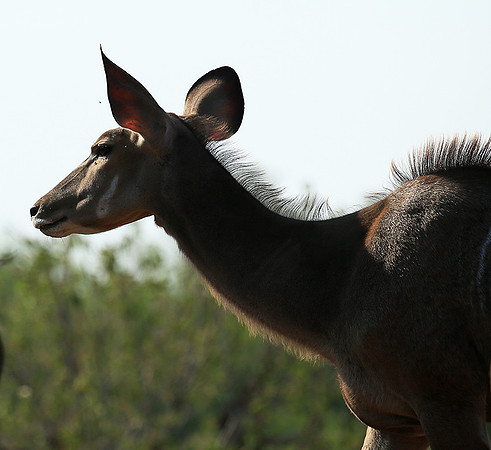 at Mashatu game reserve