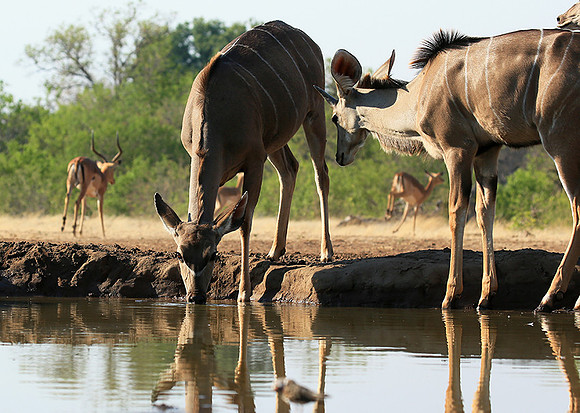 at Mashatu game reserve