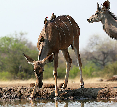 at Mashatu game reserve