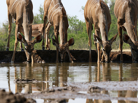 at Mashatu game reserve