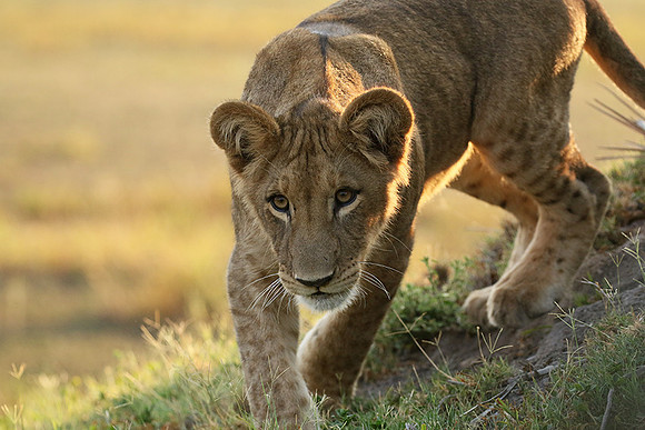 Duba Plains
