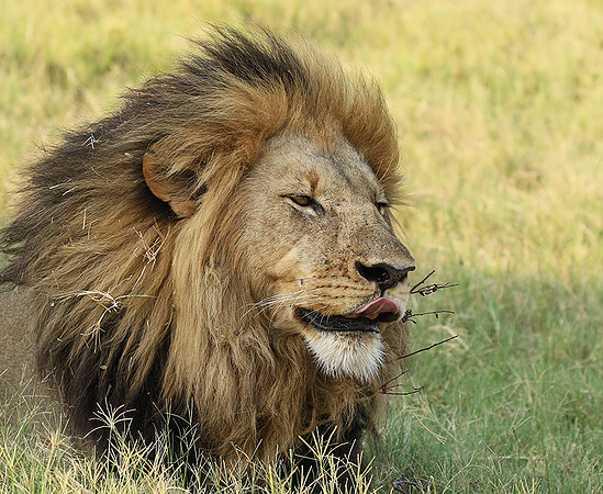 Duba Plains