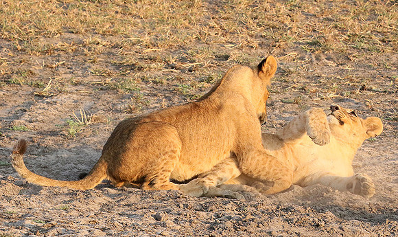Duba Plains