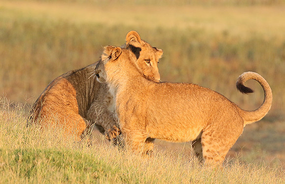 Duba Plains