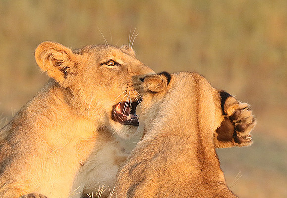 Duba Plains