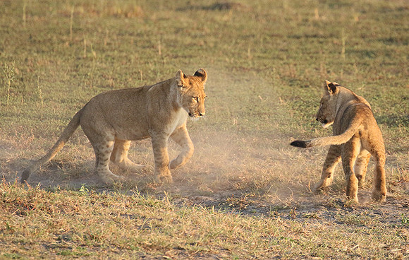Duba Plains