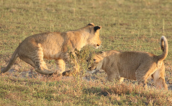 Duba Plains