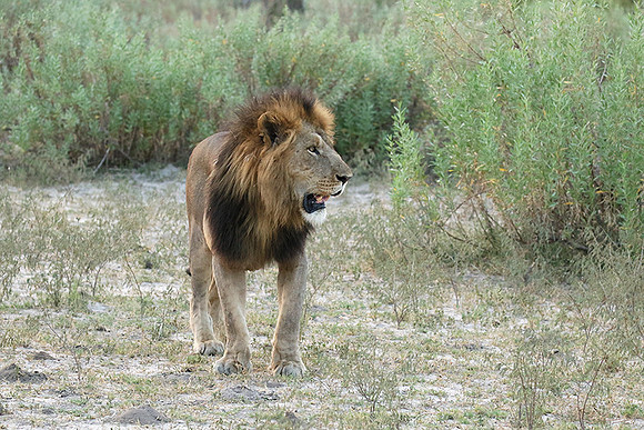 Duba Plains