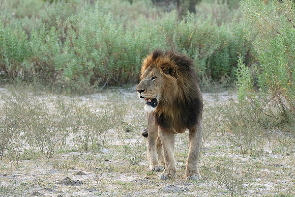 Duba Plains