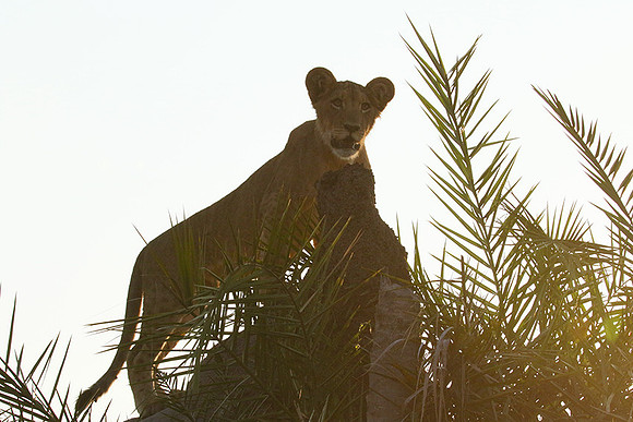 Duba Plains