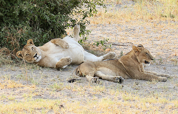 Duba Plains