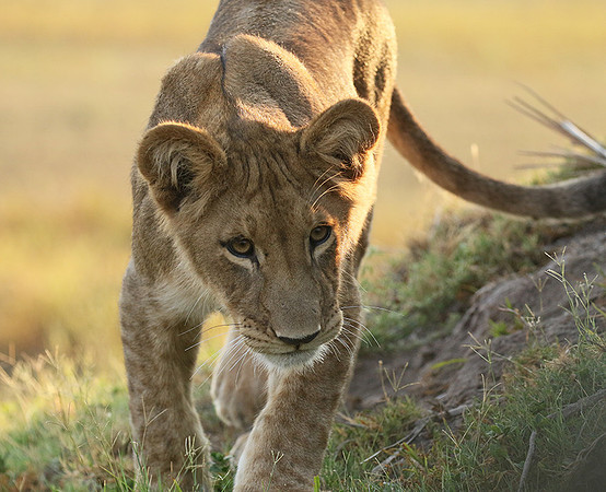 Duba Plains