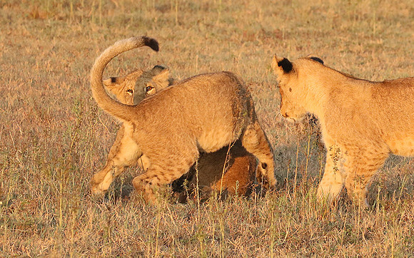 Duba Plains