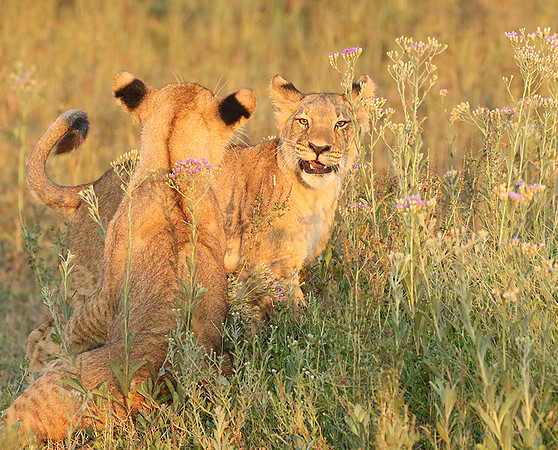 Duba Plains