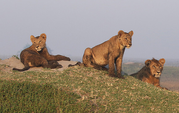 Duba Plains