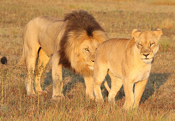 Duba Plains
