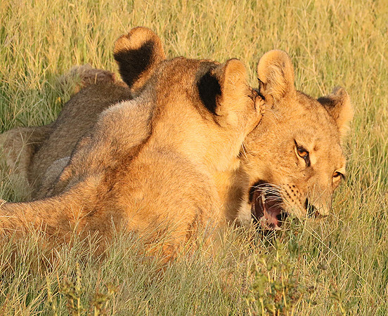 Duba Plains