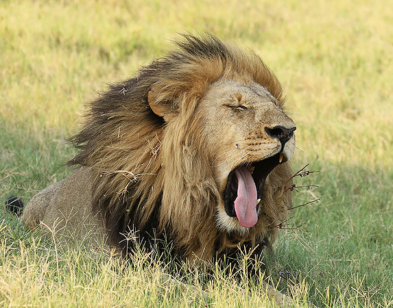 Duba Plains