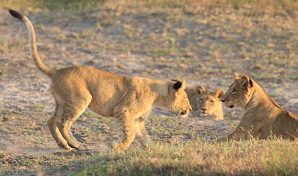 Duba Plains