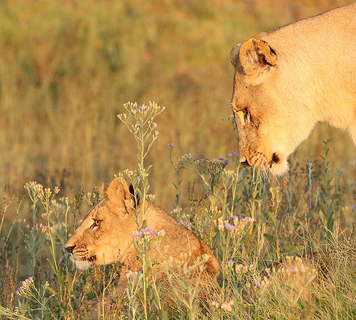 Duba Plains