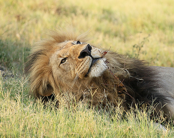 Duba Plains