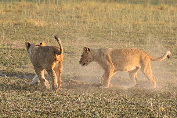 Duba Plains