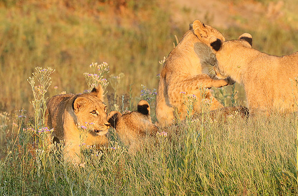 Duba Plains