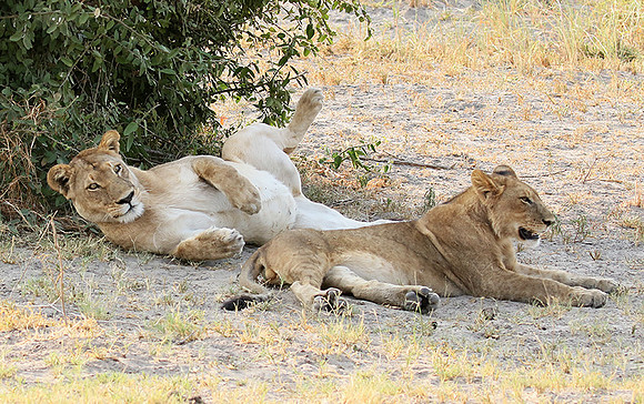 Duba Plains
