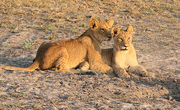 Duba Plains