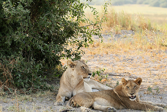 Duba Plains