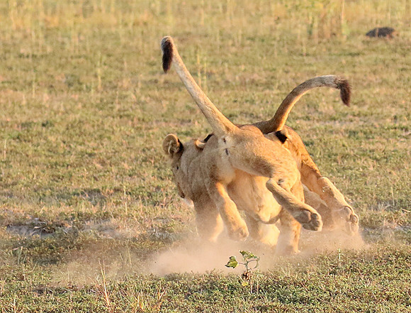 Duba Plains