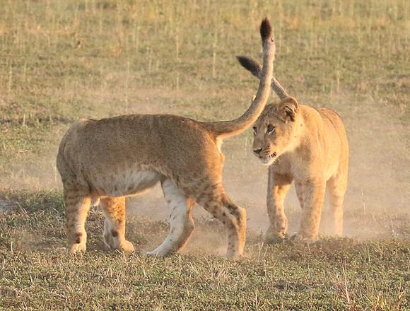 Duba Plains