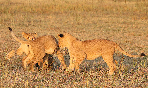 Duba Plains